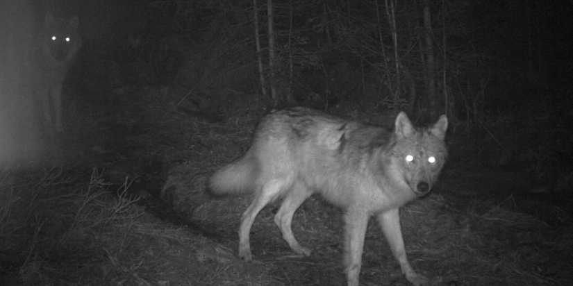Markant økning i antall ulver i Norge